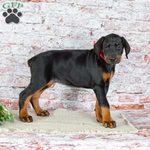 Mia, Doberman Pinscher Puppy